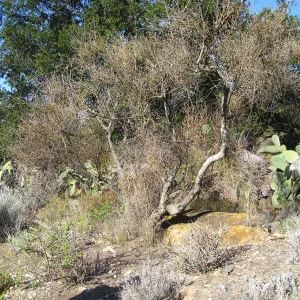 Paloverde (dead) before removal from Desert Section