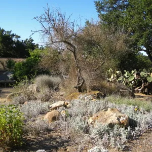 Paloverde (dead) before removal from Desert Section