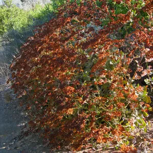 Eriogonum giganteum flowers