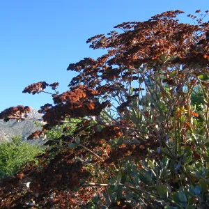 Eriogonum giganteum flowers