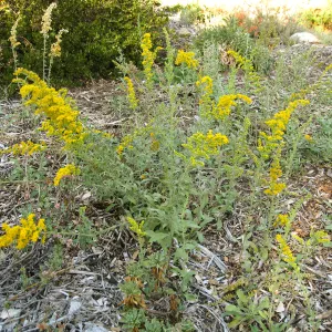 Solidago in Ground Cover Display