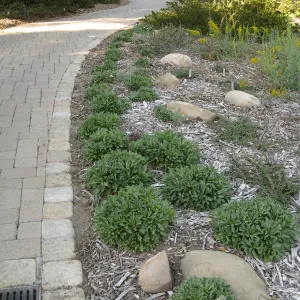 Ground Cover Display