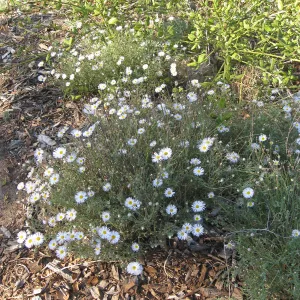 Erigeron divergens in Ground Cover Display