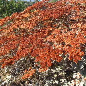 Eriogonum giganteum