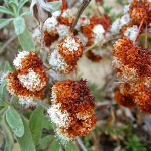 Eriogonum fasiculatum, flower close-up