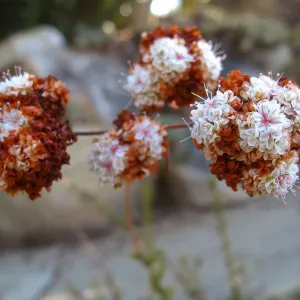 Eriogonum fasiculatum, flower close-up