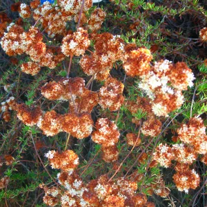 Eriogonum fasiculatum