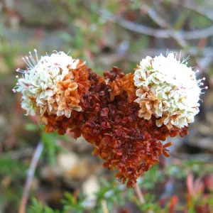 Eriogonum fasiculatum, flower close-up