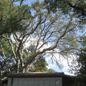 Oak tree (Coastal Live Oak) over the Lockwood de Forest Kiosk, before removal
