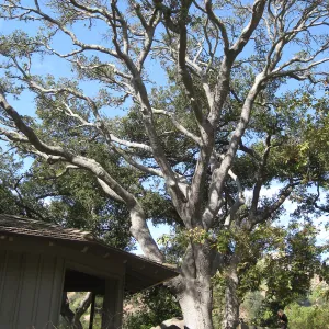 Oak tree (Coastal Live Oak) over the Lockwood de Forest Kiosk, before removal