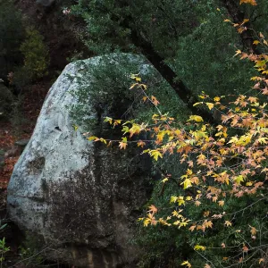 Lassiter Boulder and sycamore after rain