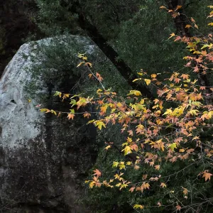 Lassiter Boulder and sycamore after rain