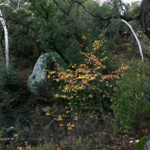 Lassiter Boulder and sycamore after rain