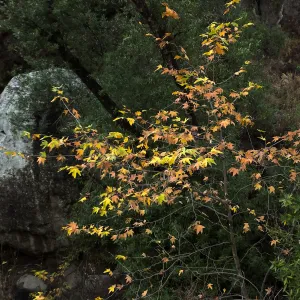 Lassiter Boulder and sycamore after rain