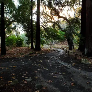 Redwood Section after rain