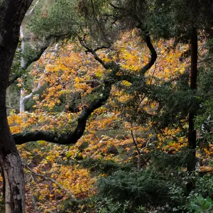 Oaks and Sycamores in Canyon after rain
