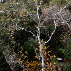 Canyon trees after rain