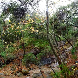 Panorama of Canyon and Mission Creek just above lower crossing, after rainfall