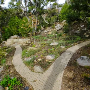 Wooded Dell after completion of main section planting