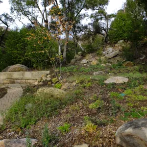 Wooded Dell after completion of main section planting