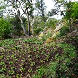 Wooded Dell after completion of main section planting panorama