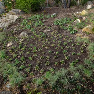 Wooded Dell after completion of main section planting