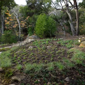 Wooded Dell after completion of main section planting