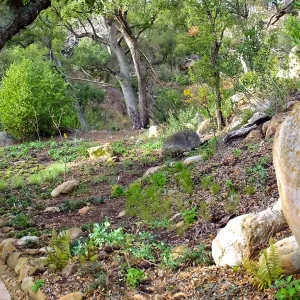 Wooded Dell after completion of main section planting, panoramic view along Campbell Trail