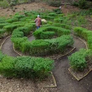 Guest navigating the Centennial Maze