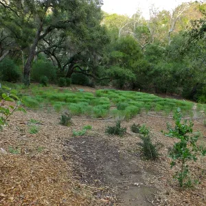 Centennial Maze