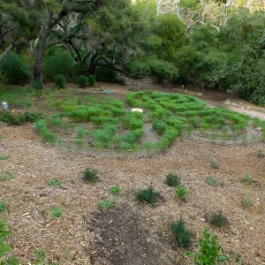 Centennial Maze