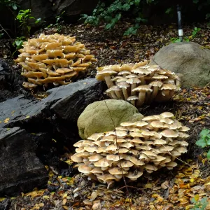 Armillaria mellea, Honey Mushroom