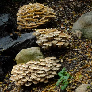 Armillaria mellea, Honey Mushroom