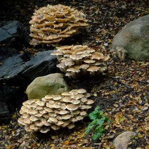 Armillaria mellea, Honey Mushroom