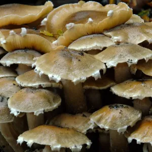 Armillaria mellea, Honey Mushroom