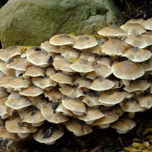 Armillaria mellea, Honey Mushroom
