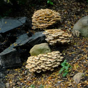 Armillaria mellea, Honey Mushroom