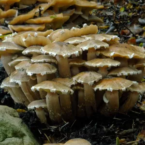 Armillaria mellea, Honey Mushroom