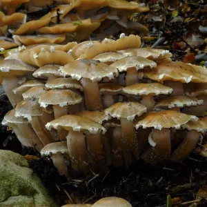 Armillaria mellea, Honey Mushroom