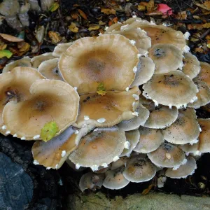 Armillaria mellea, Honey Mushroom