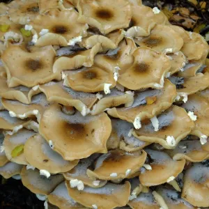 Armillaria mellea, Honey Mushroom