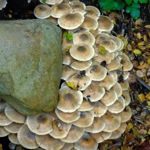 Armillaria mellea, Honey Mushroom