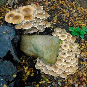 Armillaria mellea, Honey Mushroom