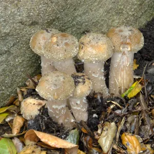 Armillaria mellea, Honey Mushroom