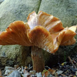 Armillaria sinapina