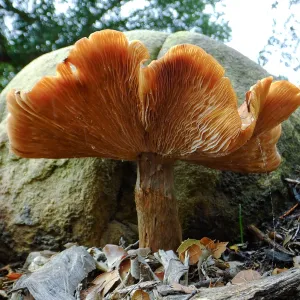 Armillaria sinapina