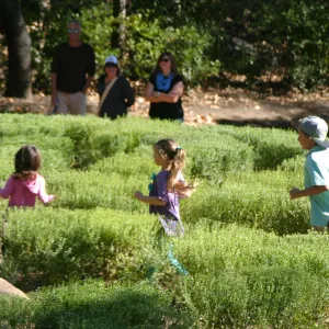 Children in the Centennial Maze