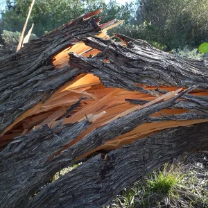 Last Sargent’s Cypress felled by 60mph winds January 31 2016