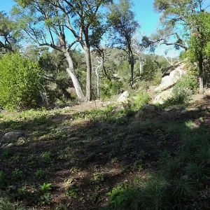 Wooded Dell