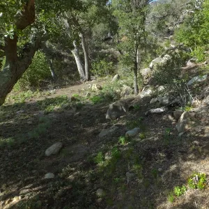 Wooded Dell